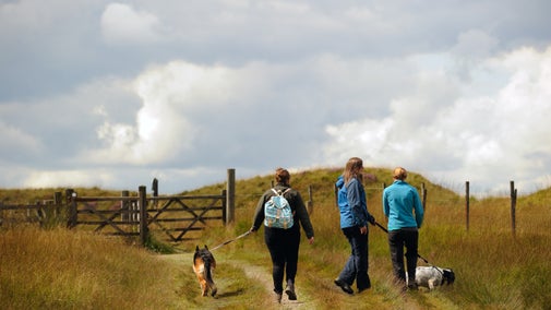 Walkers with dogs on Marsden Moor Estate, West Yorkshire